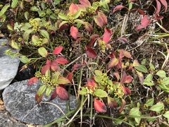 Viburnum propinquum