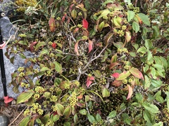 Viburnum propinquum