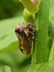 Centrotus