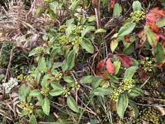 Viburnum propinquum