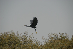 Egretta gularis