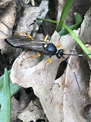 Diphyus quadripunctorius