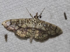 Haritalodes obliqualis