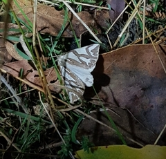 Thalaina inscripta