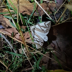 Thalaina inscripta