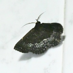 Adrapsa geometroides