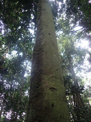 Junglesop (Anonidium mannii)