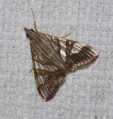 Agrioglypta zelimalis