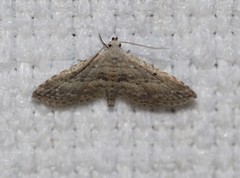 Araeopteron canescens