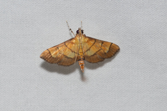 Orphanostigma abruptalis