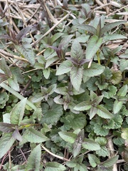 Monarda fistulosa