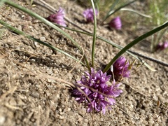 Allium aaseae