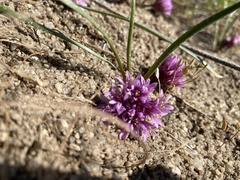 Allium aaseae