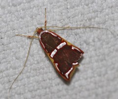 Barantola pulcherrima