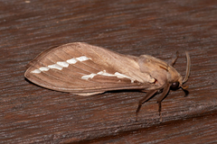 Abantiades argyrosticha