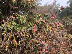 Corylopsis pauciflora