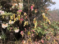 Corylopsis pauciflora