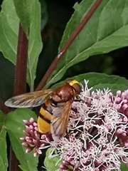 Volucella zonaria
