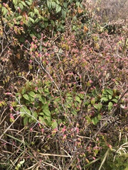 Corylopsis pauciflora
