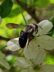 Melandrena