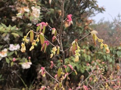 Corylopsis pauciflora
