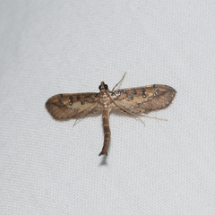 Hydriris chalybitis