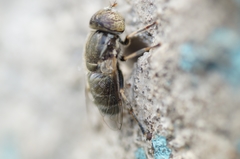 Eristalinus sepulchralis