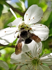 Melandrena