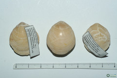 Branchiopoda