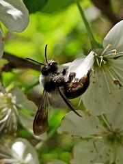 Melandrena