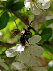 Melandrena