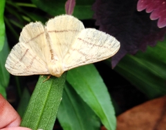 Eupterote bifasciata