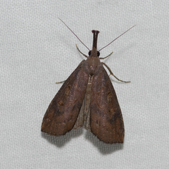 Hypena subvittalis