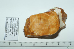 Pecten