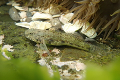 Bathygobius cocosensis