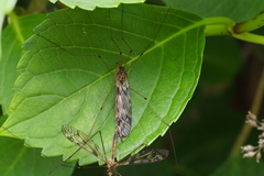 Tipula serricauda