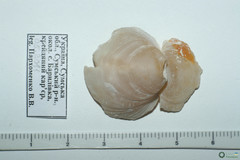 Branchiopoda