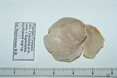 Branchiopoda
