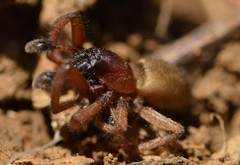Araneae
