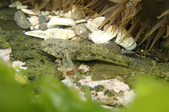 Bathygobius cocosensis