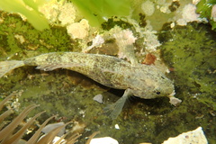 Bathygobius cocosensis