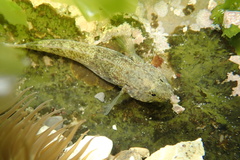 Bathygobius cocosensis