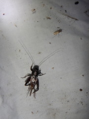 Gryllus rubens