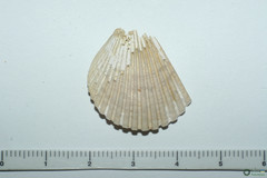 Pecten