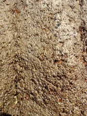 Chthamalus hedgecocki