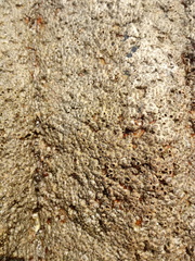 Chthamalus hedgecocki