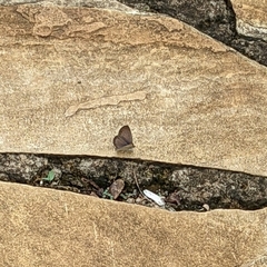 Lepidoptera