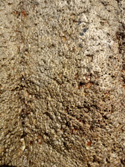 Chthamalus hedgecocki