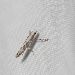 Epicephala acrobaphes