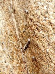 Echinolittorina aspera